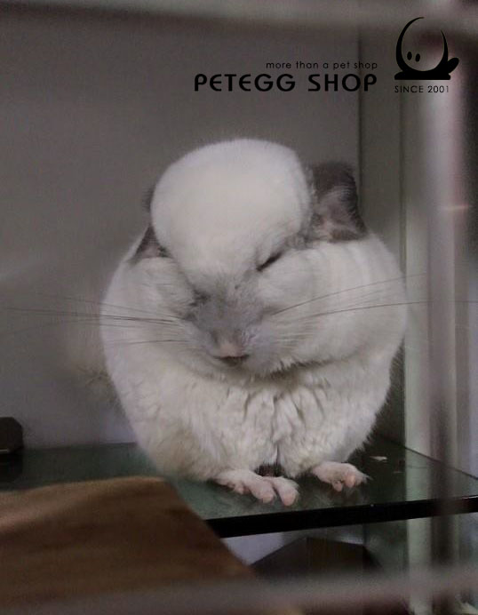 chin sleeping 1