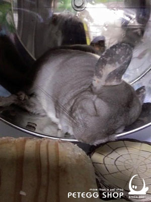 img chin sleeping3